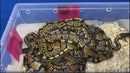 Regular Ball Python