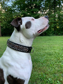 ANGEL "Laredo" Hand-Carved Leather Collar 22" x 1.5" (Black)