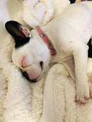 ANGEL "Rotterdam Hearts" Leather Collar 14" x 3/4" (Black)