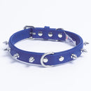 ANGEL "Rotterdam Spiked" Leather Collar 14" x 3/4" (Cobalt Blue)