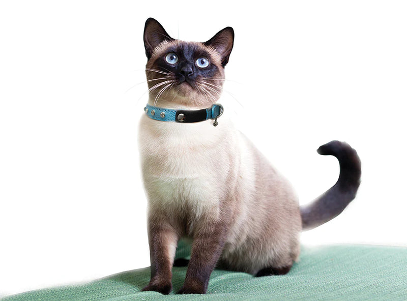 ANGEL "Athens" Leather Cat Collar 12" x 1/2" (Baby Blue)