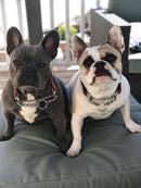 ANGEL "Rio Martingale" Leather Collar 14" x 1" (Brown)