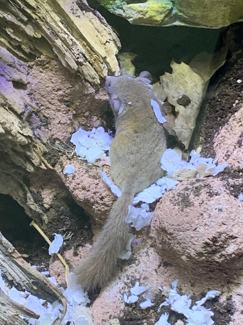 Baby African Pygmy Dormice - Micro Squirrels - DO NOT SHIP