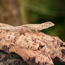 Agama Lizard