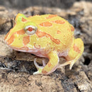 Albino Pacman Frog