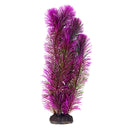 UT Ambulia - Purple - 12" - Plant