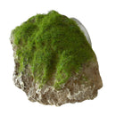 Aqua Della - Moss Stone with Suction Cup - Small