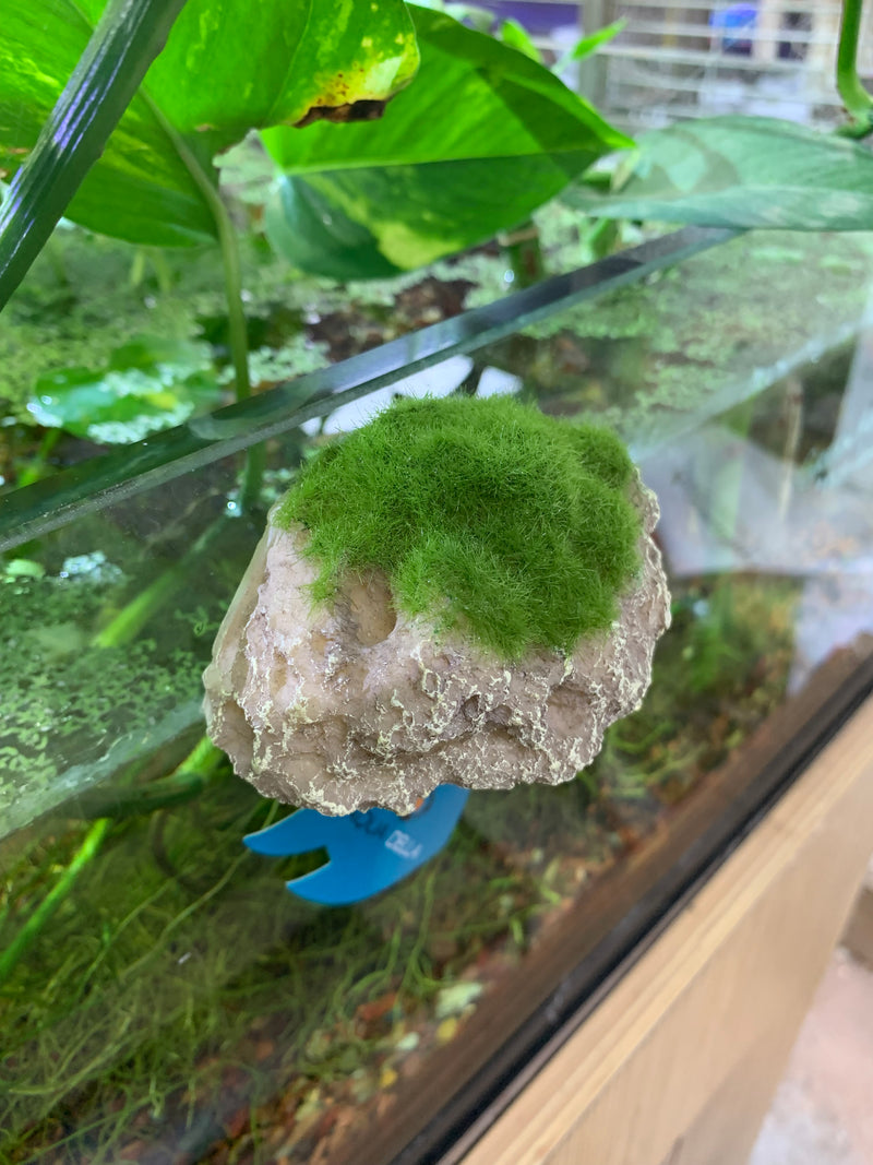 Aqua Della - Moss Stone with Suction Cup - Small