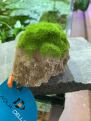 Aqua Della - Moss Stone with Suction Cup - Small