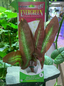 AquaDine Evergreen Aqua Scene 9" Silk Plant