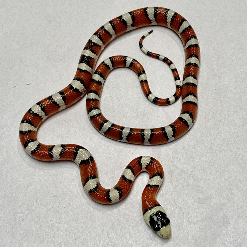 Arizona Mountain Kingsnake