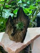 Avant Water Wood Aquarium / Reptile Driftwood Ornament with live plant