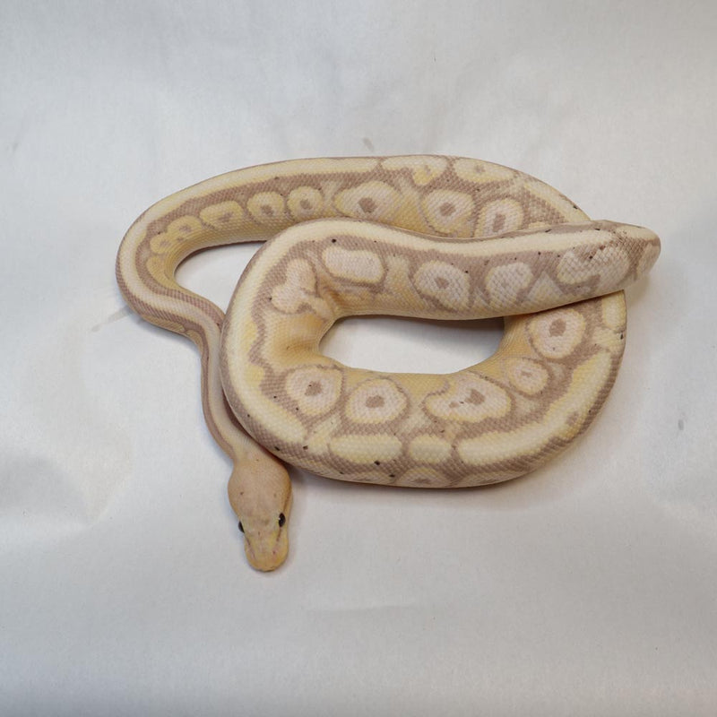 Banana Cinnamon Ball Python