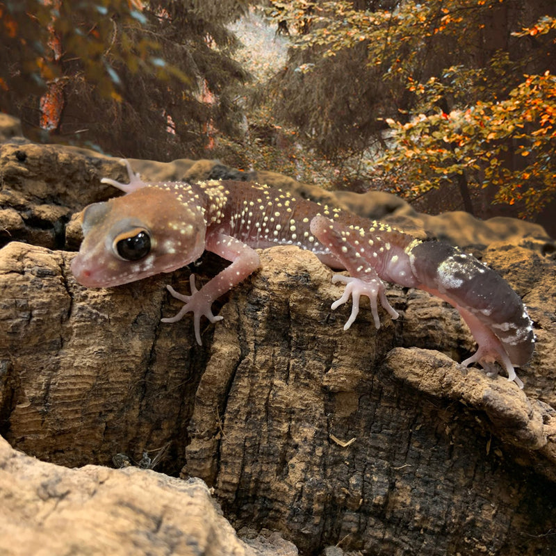 Australian Barking Gecko (Underwoodisaurus milii)