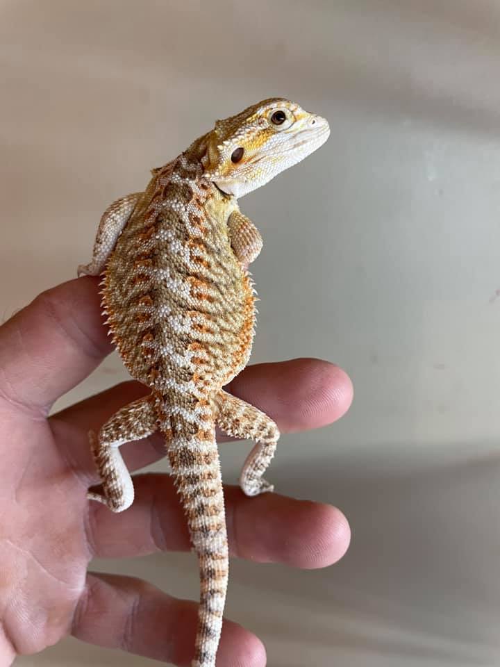 Baby Bearded Dragons - Double Het - Male