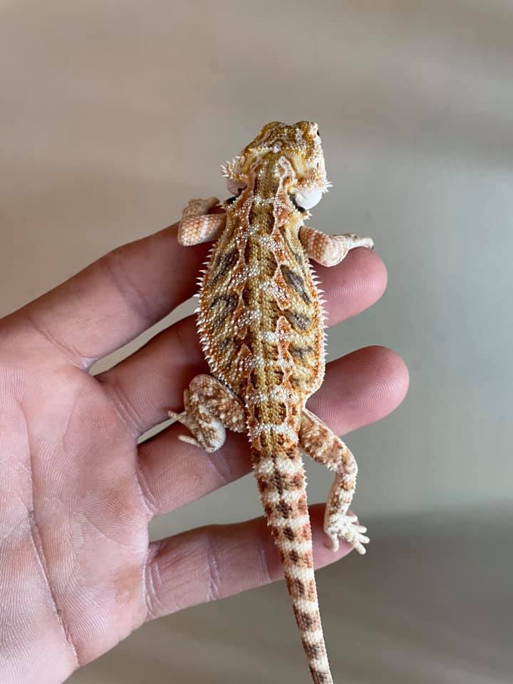 Baby Bearded Dragons - Leatherback