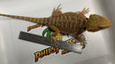 Bearded Dragon Hybrid 1/8 Barbata (Female) - "STUNNING"