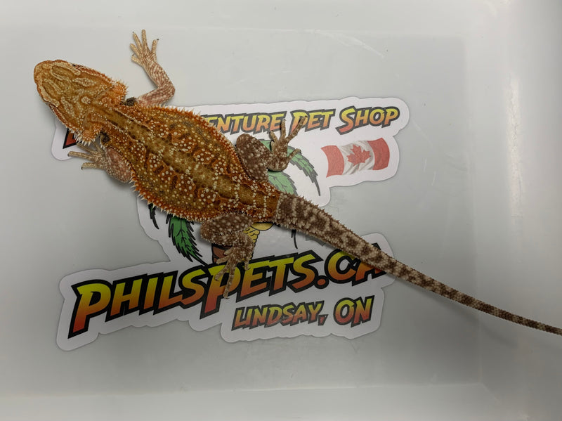 Bearded Dragon Red Dunner (Male)