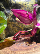 Bio Active Terrarium complete with 1 Anthony's Dart Frog -  (Epipedobates anthonyi)
