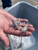 Bearded Dragons BLUE (Zero)