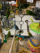 Budgies - Assorted Colors