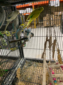 Budgies - Assorted Colors