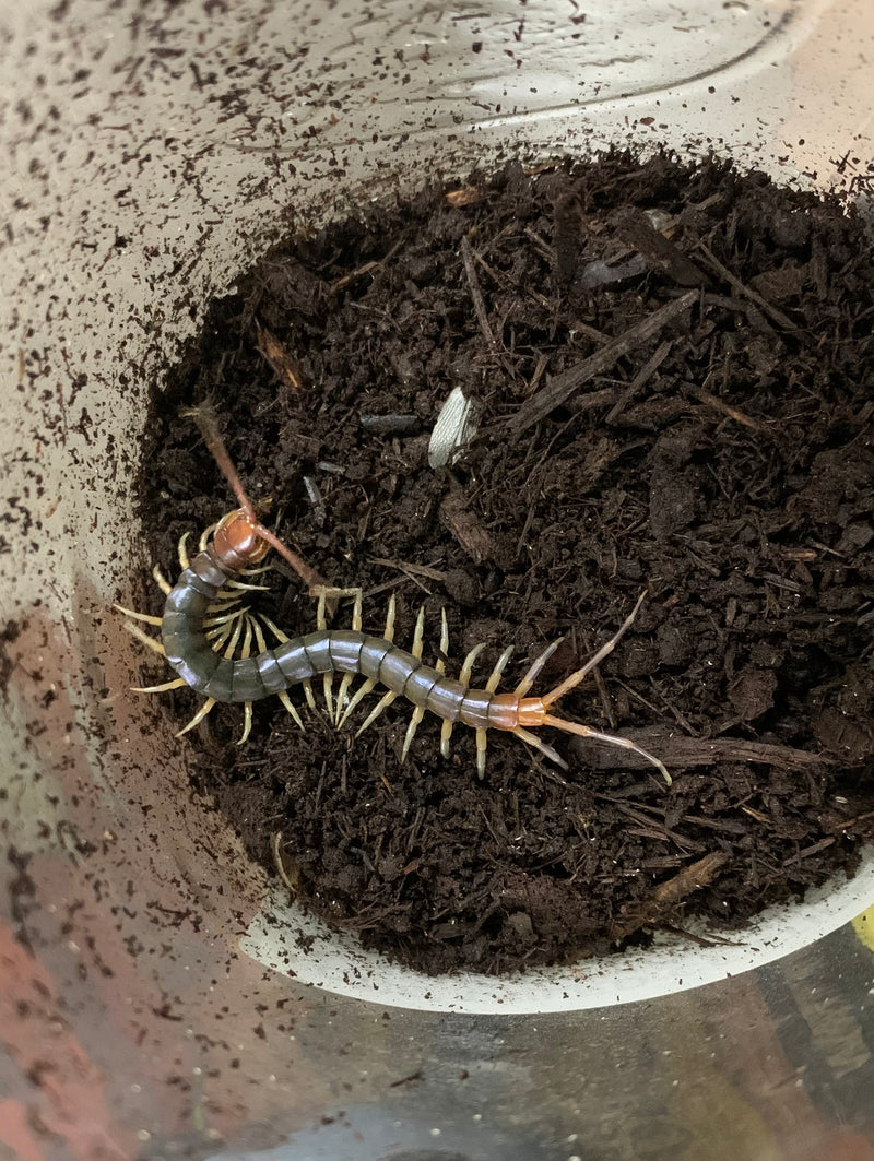 CENTIPEDE AFRICAN LONGTAIL - (Rhysida longipes)