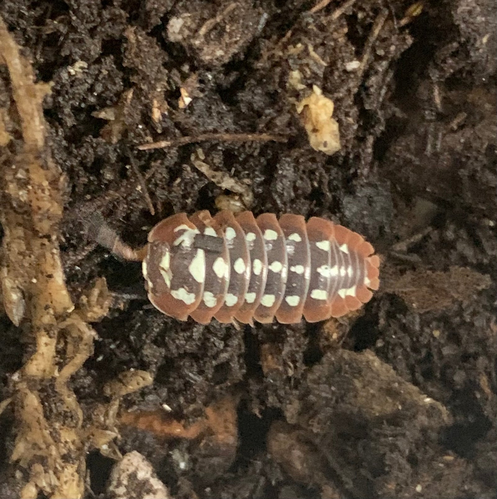 Clown Armadillidium Klugii isopods (Montenegro Clown) - 10