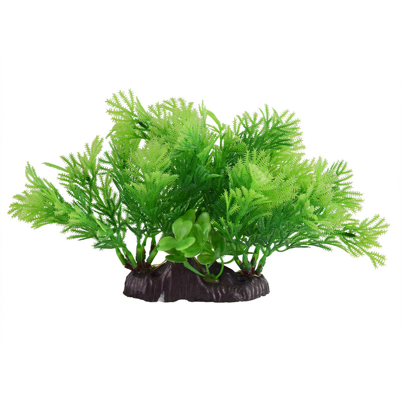 UT Conifer Bush - Green Aquarium Plant