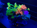 Coral Cave - Pacific - Aquarium Ornament - Glow
