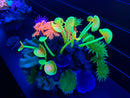 Coral Cave - Pacific - Aquarium Ornament - Glow