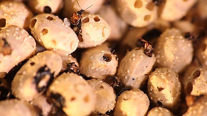 Cowpea Weevil Colony  (Callosobruchus maculatus) Fabricius