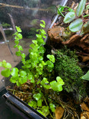 Creeping Jenny Terrarium Plant -  (Lysimachia nummularia)