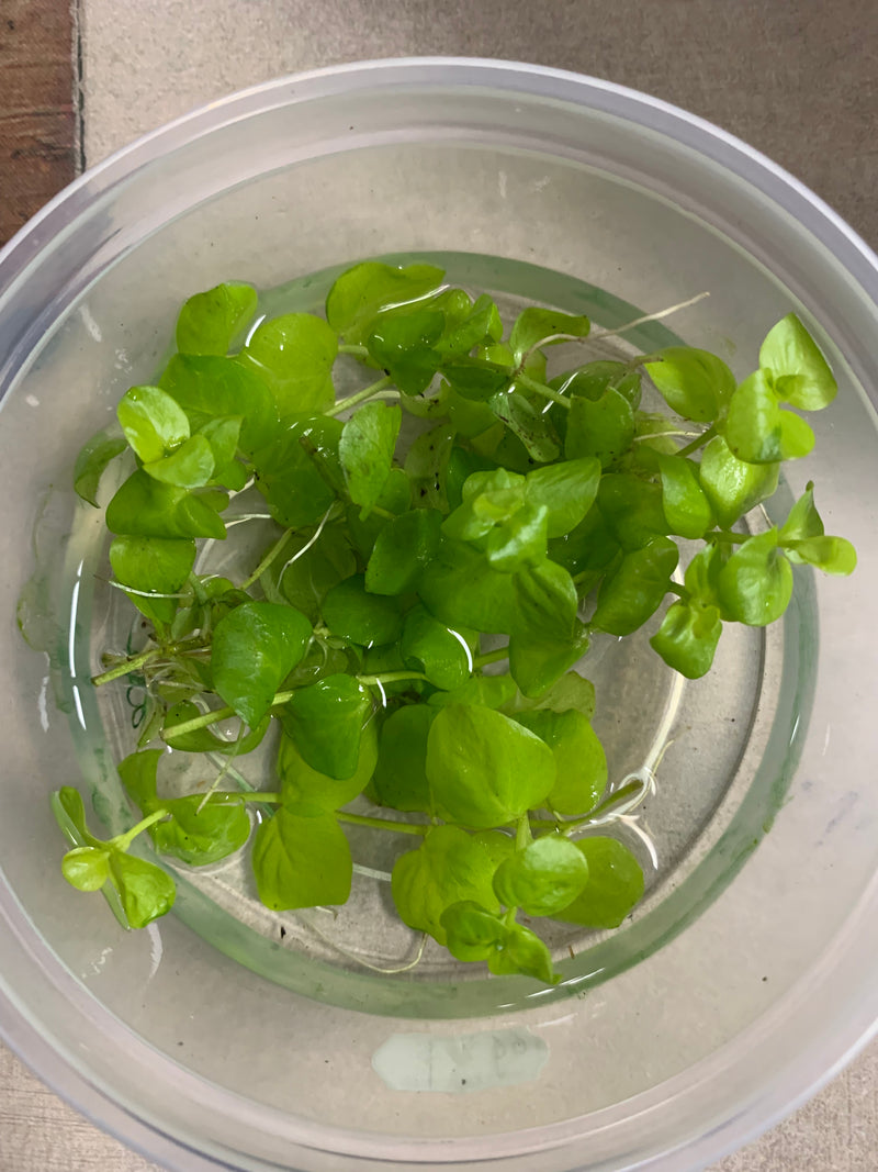 Creeping Jenny Terrarium Plant -  (Lysimachia nummularia)