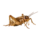 Live Crickets (Gryllodes sigillatus)