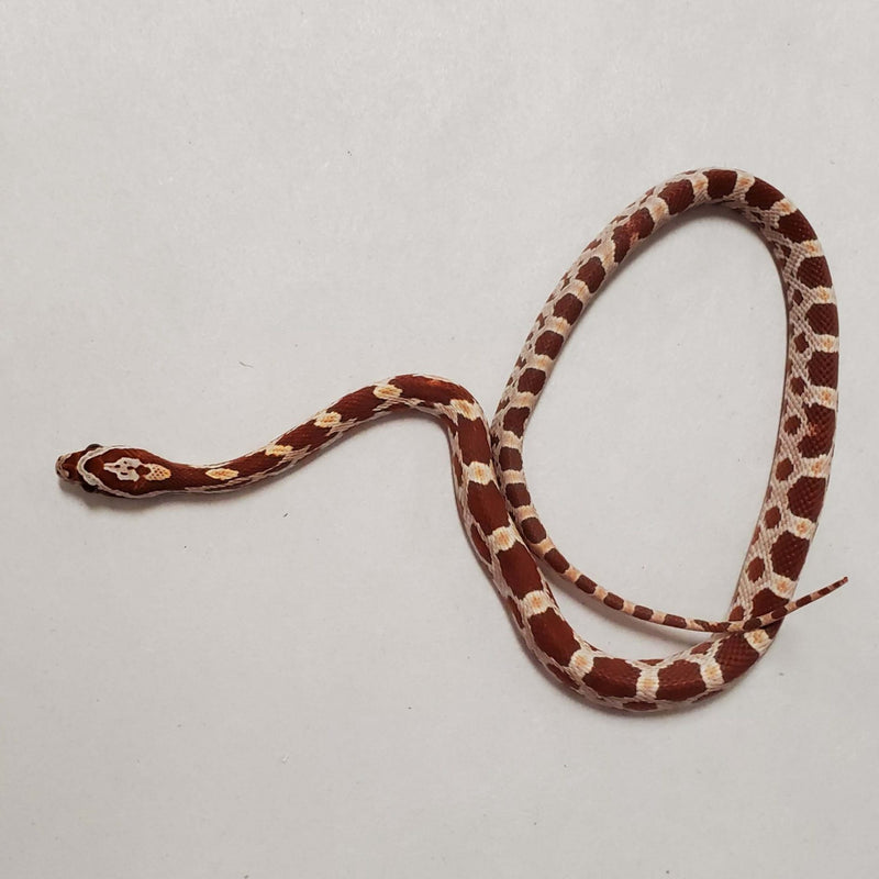 Crimson Cornsnake