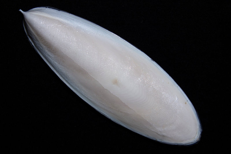 Living World Cuttlebone - Cuttlefish - Small - 12.5 cm (5in)