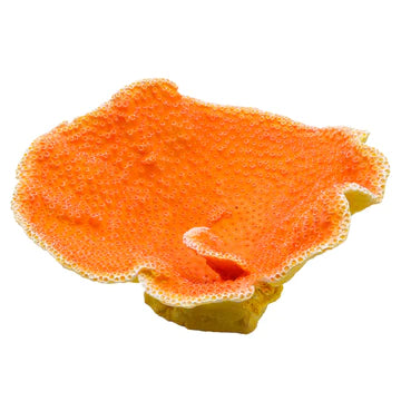 DINNER PLATE CORAL - ORANGE - Aquarium Ornament