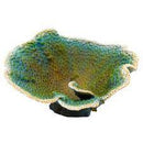 DINNER PLATE CORAL - GREEN - Aquarium Ornament