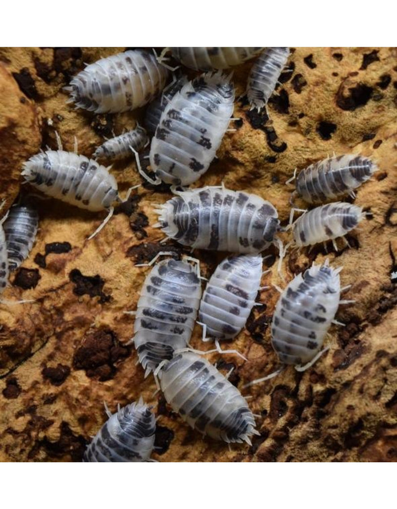 Dairy Cow Isopods Porcellio laevis (10+ Pack)