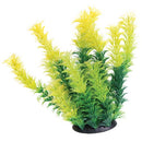 Diandra - 6" - Plant