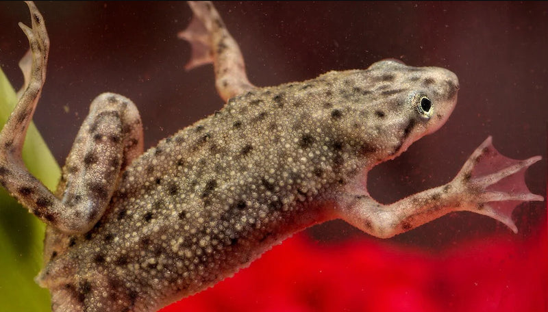 Dwarf African Frog