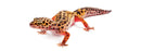 Exo Terra Leopard Gecko Starter Kit - Complete Kit