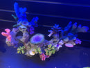 Fiji Reef - C - Aquarium Ornament - GLOWS - Saltwater Decoration