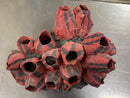 Fire Barnacle - Aquarium Ornament
