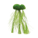 Floating Moss with Feather Roots - Small - Aquarium Decoration