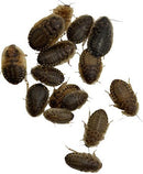 Fluker's Fresh Feeder Vac Pack - Fresh Dubia Roaches - 0.7 oz
