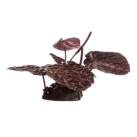 Fluval Red Lotus - Small - 10 cm (4in) with Base