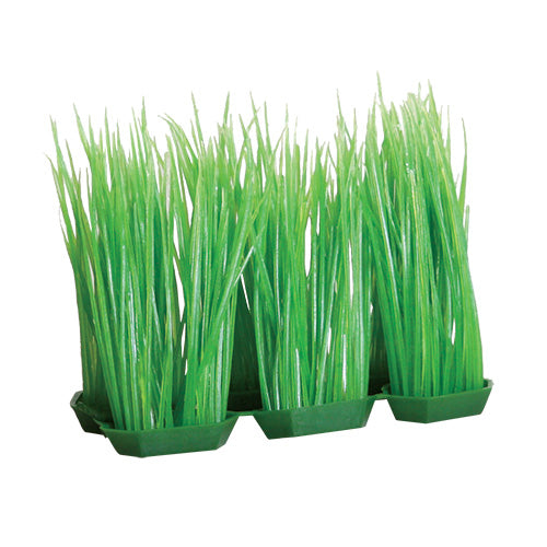 Foregrounder - Green Hairgrass (6 Pod) - 4"