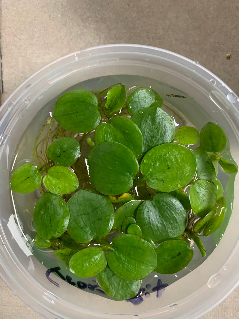 Freshwater Floating Plant - Amazon Frogbit (Limnobium laevigatum)